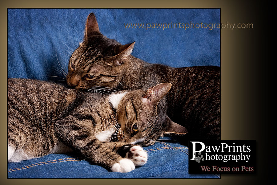 2 cats cleaning each other