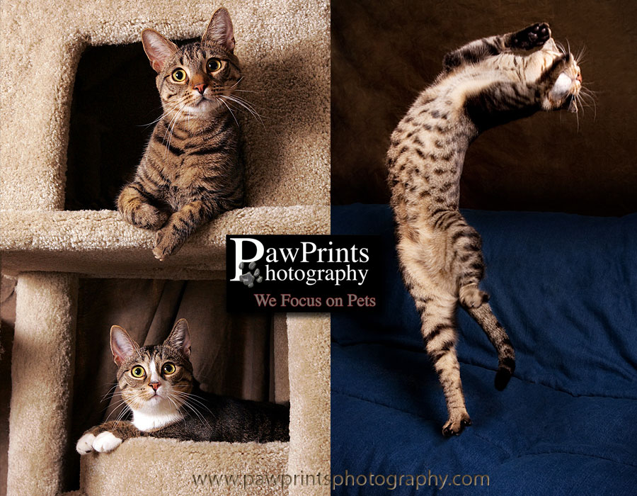 2 cats and 1 cat jumping
