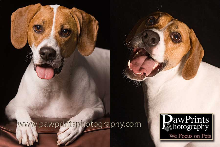 Beagle Mix smiling