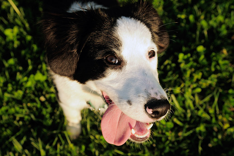 Boris with tongue