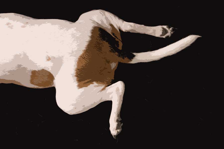 cartoon frog legs