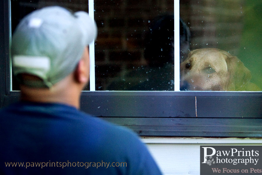 Lab at window