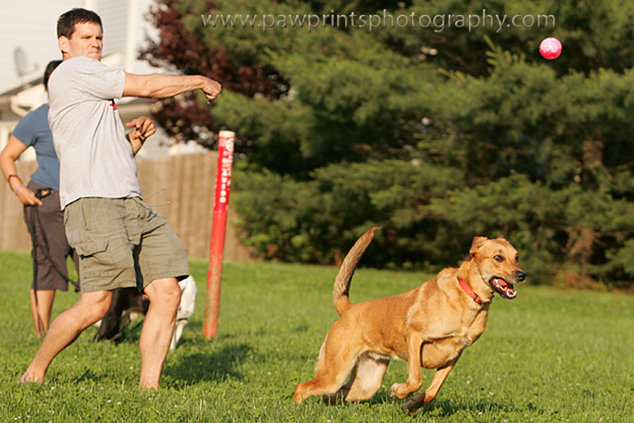 throwing the ball for Tasha