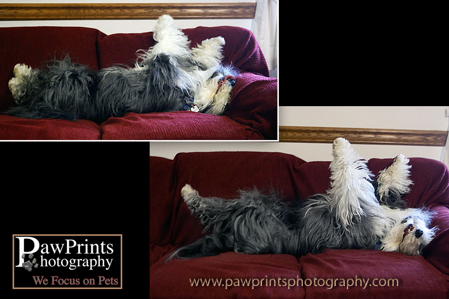 Bearded collie rolling on the couch
