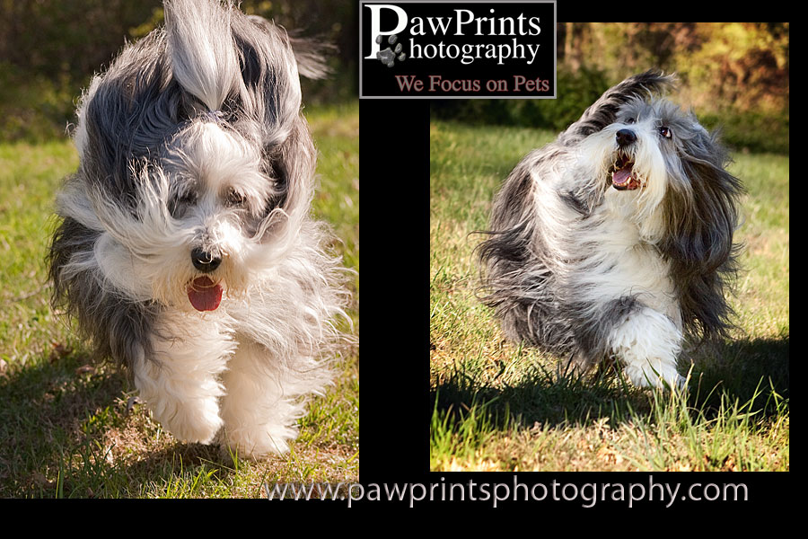 Bearded collie running
