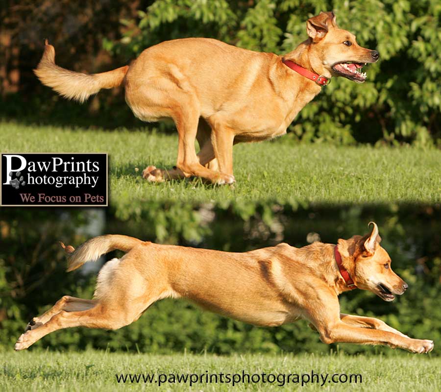 Tasha running