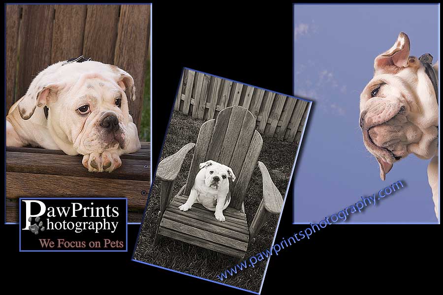 bulldog puppy
