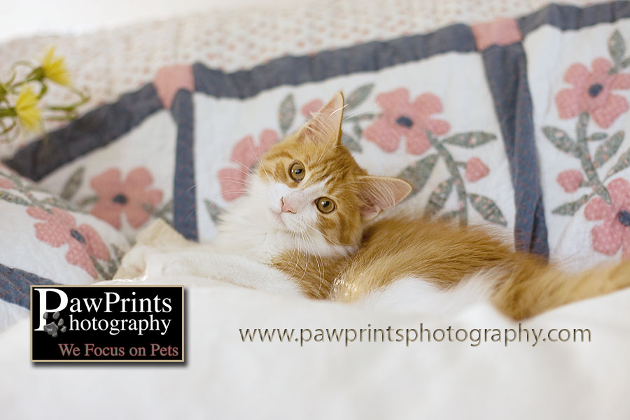 Maine Coon Kitty