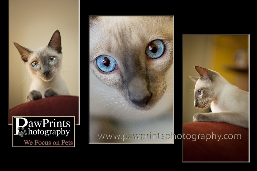 Siamese Kitten