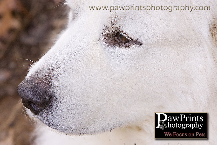 great pyrenees