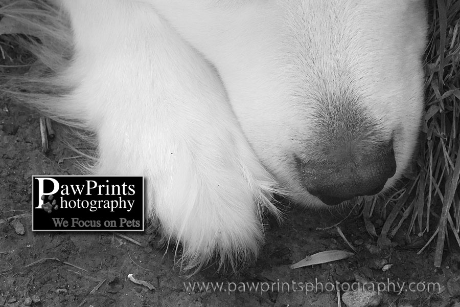 nose and paw