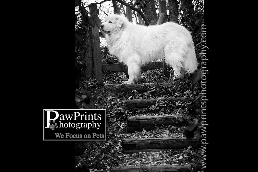 great pyrenees black and white