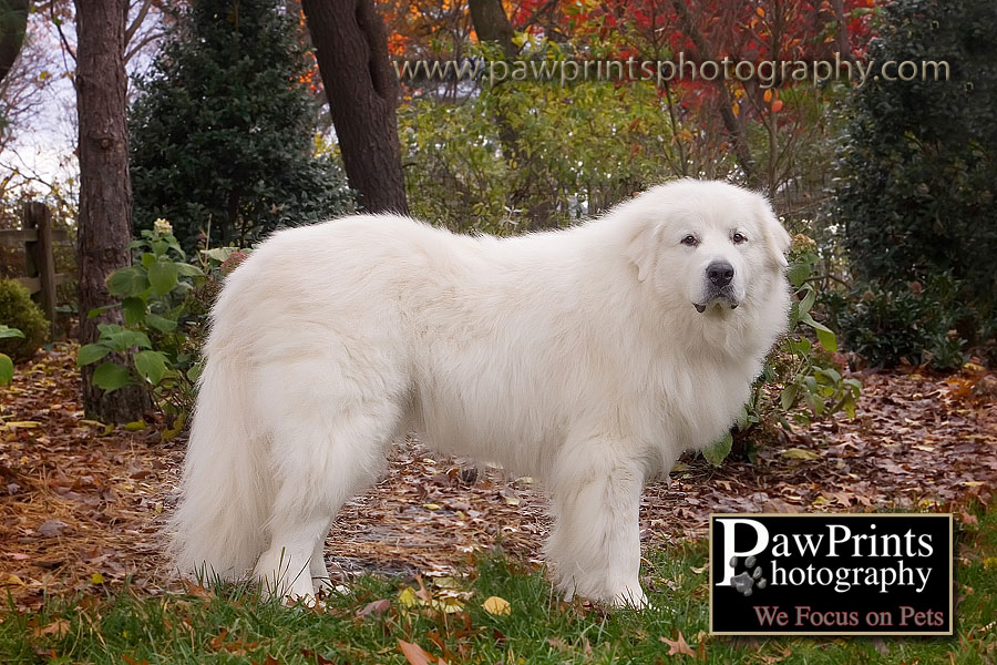 great pyrenees full body