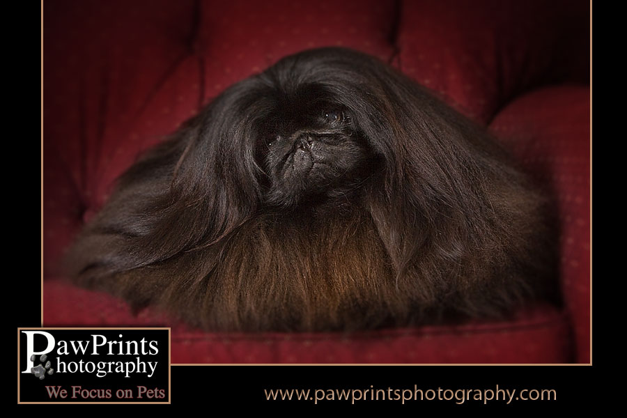 beau on red chair