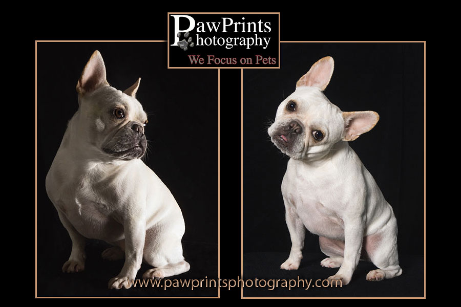 Bella - French Bulldog