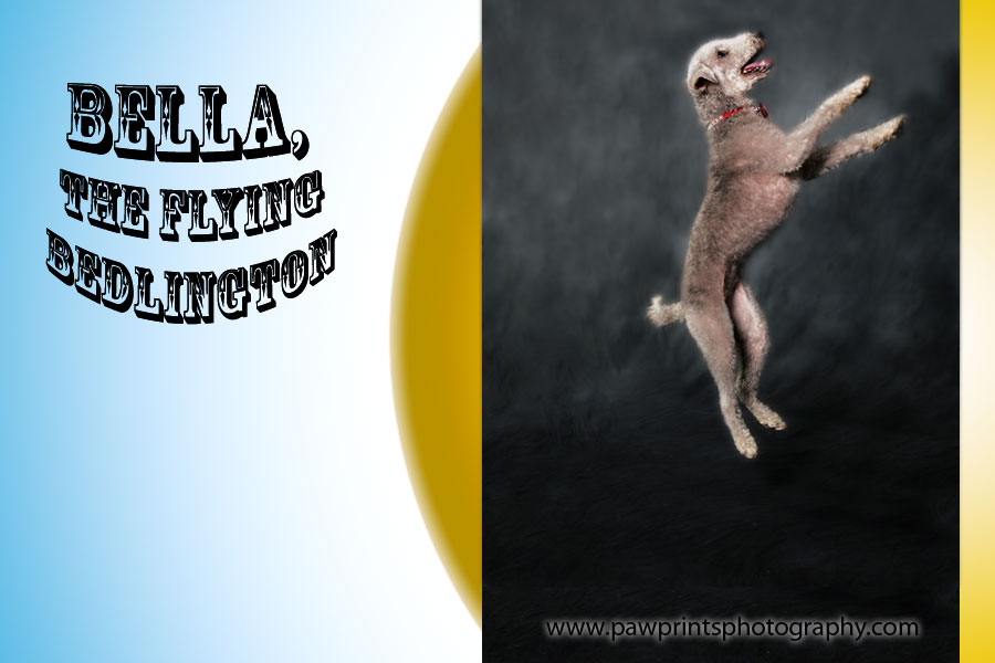 Bedlington Terrier Jumping