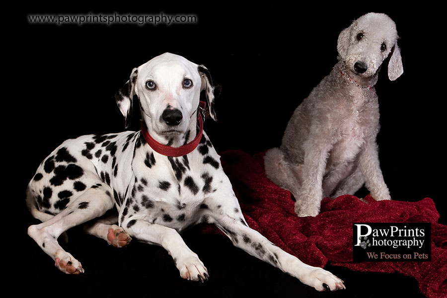 Bedlington Terrier and Dalmatian