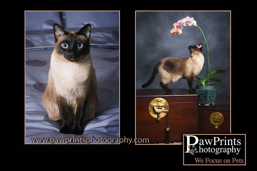 Samples of Bella, siamese cat