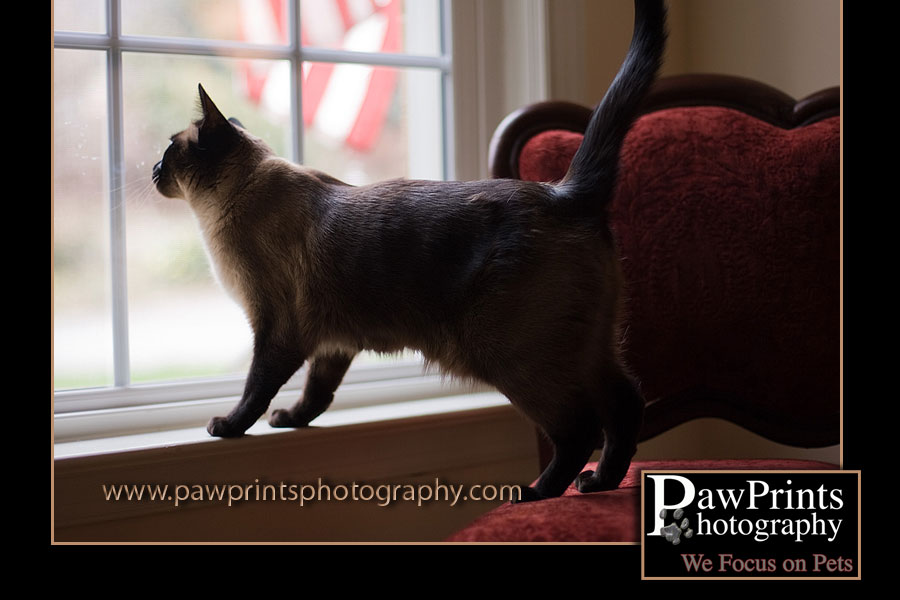 Bella, siamese, looking out the window