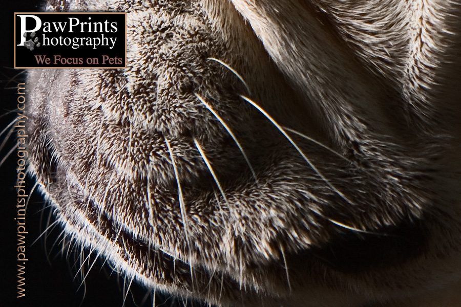 bella's whiskers