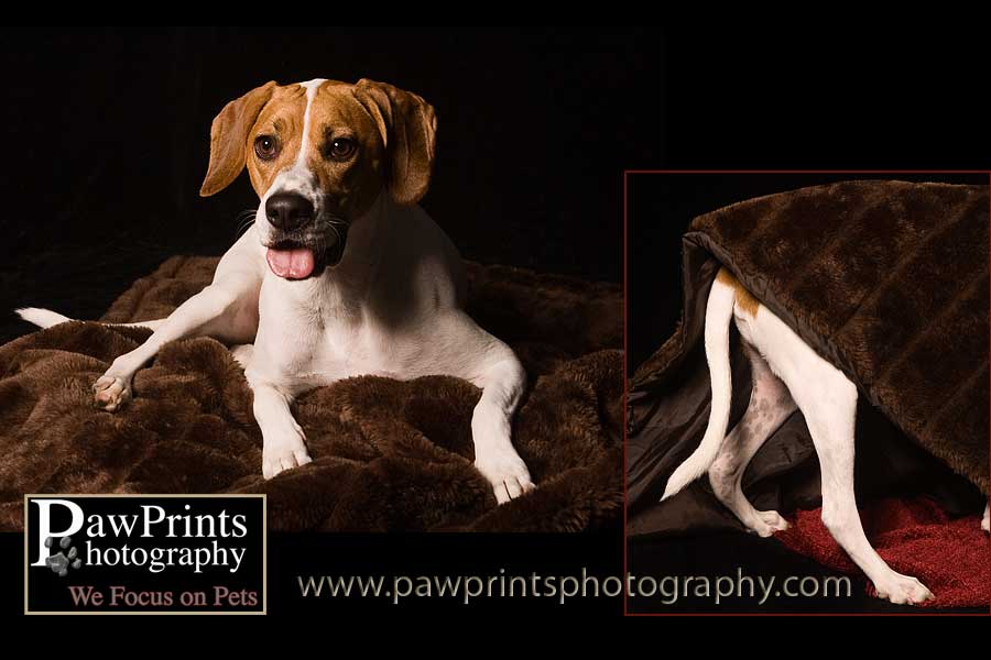 Beagle Mix with blanket