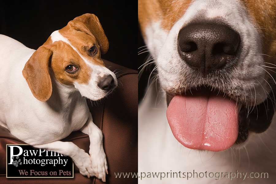 Beagle Mix