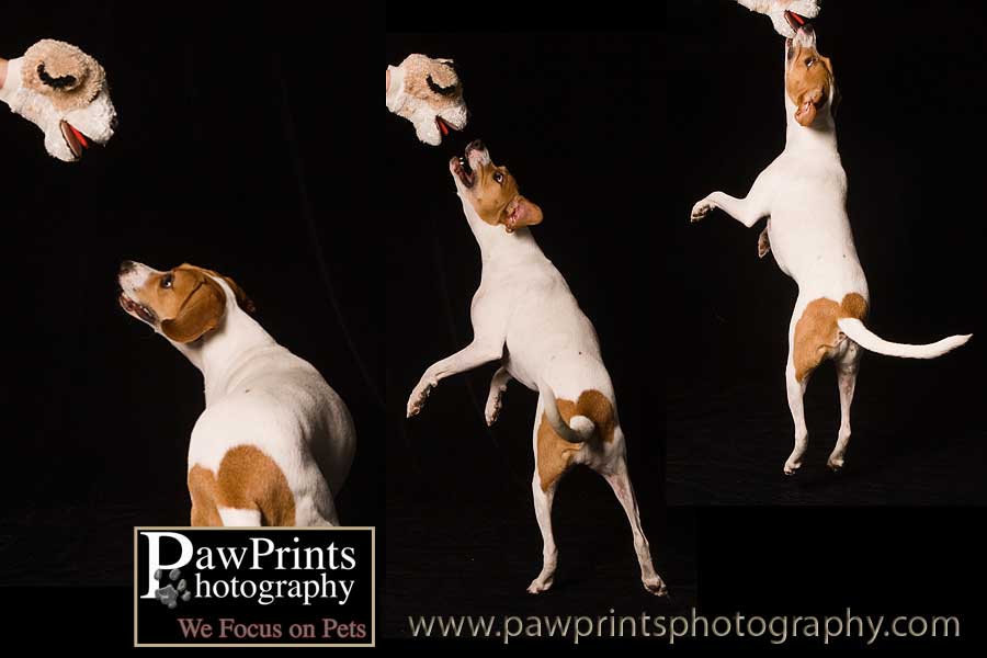Beagle Mix playing