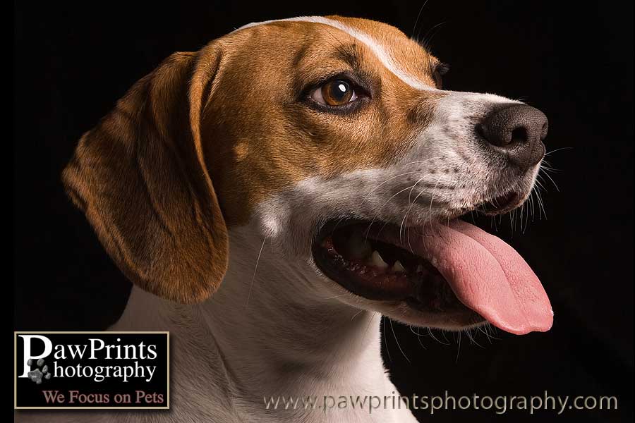 Beagle Mix