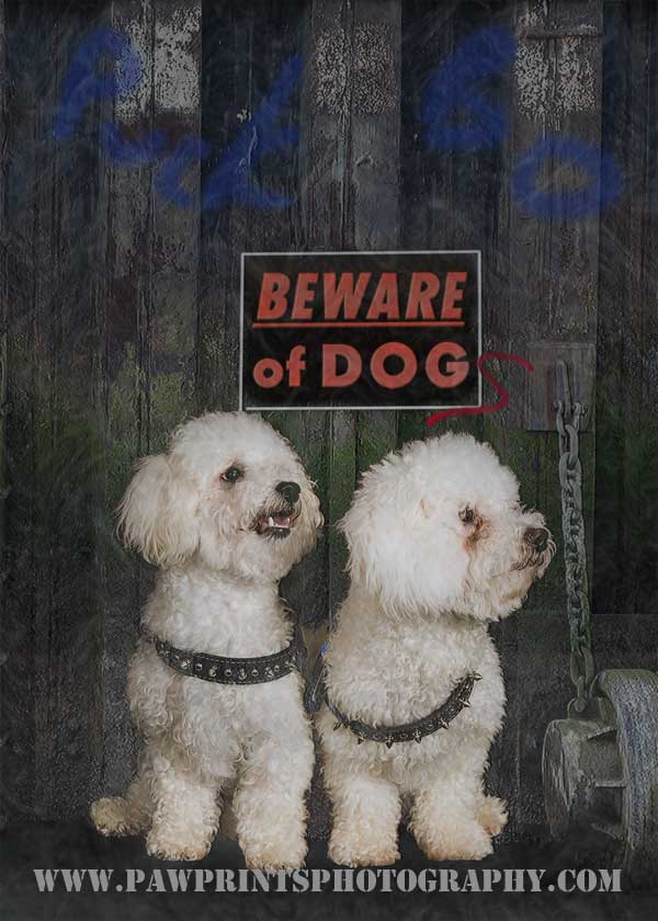 Beware of Dog - 2 Bichons