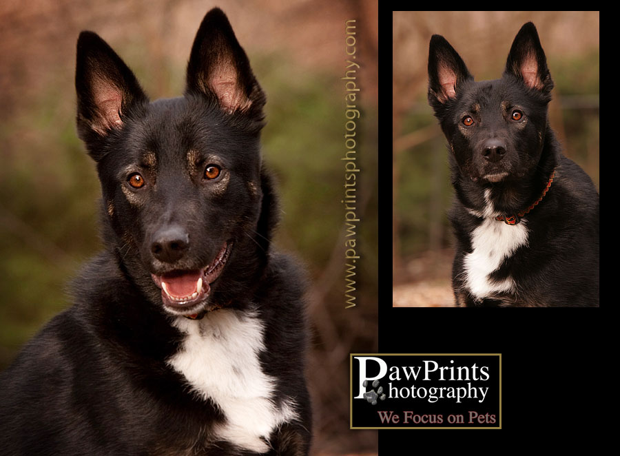 black shepherd mix