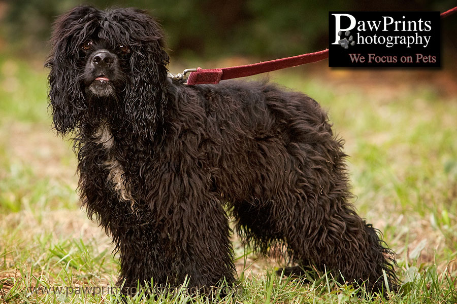 Black Cocker Spaniel
