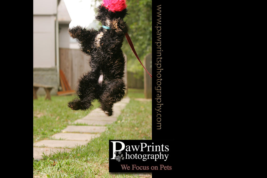 Black Cocker Spaniel jumping