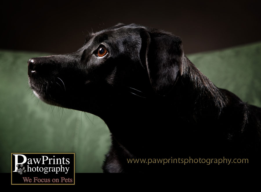 profile of black dog
