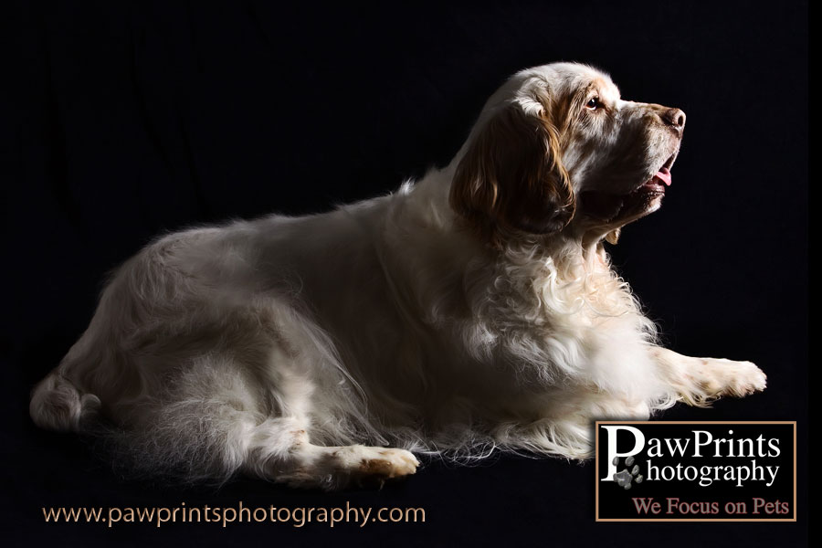 Blake - Clumber Spaniel