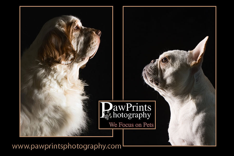 images of clumber and frenchie