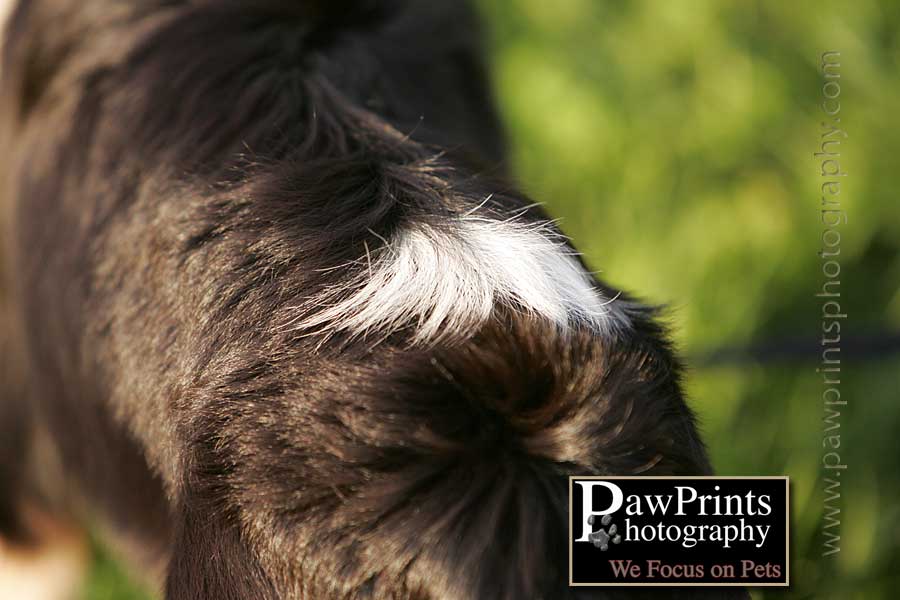 cool white spot on boris' back