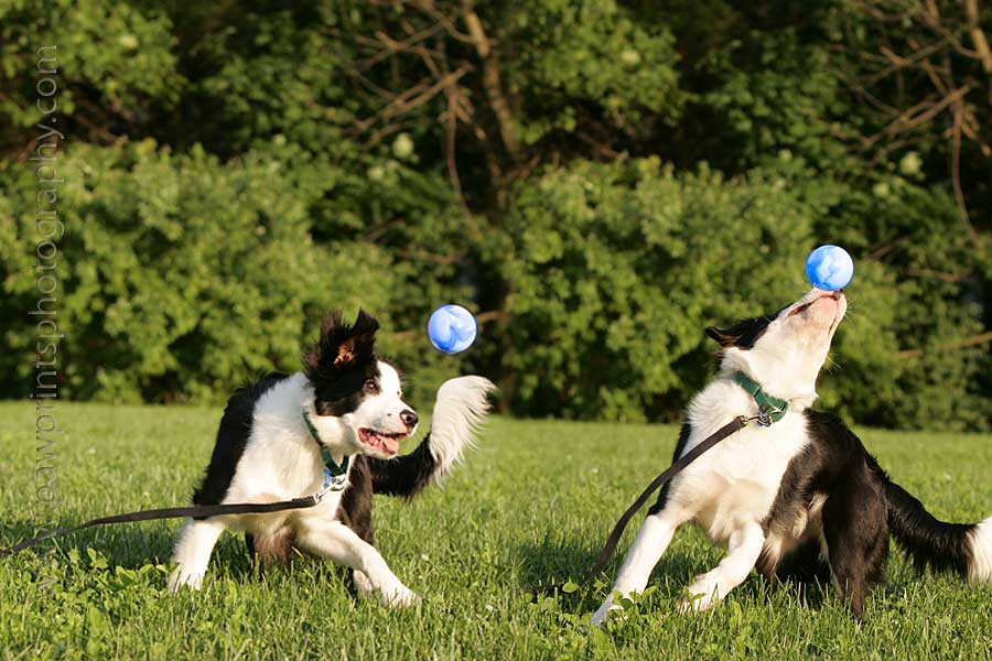 boris playing with ball