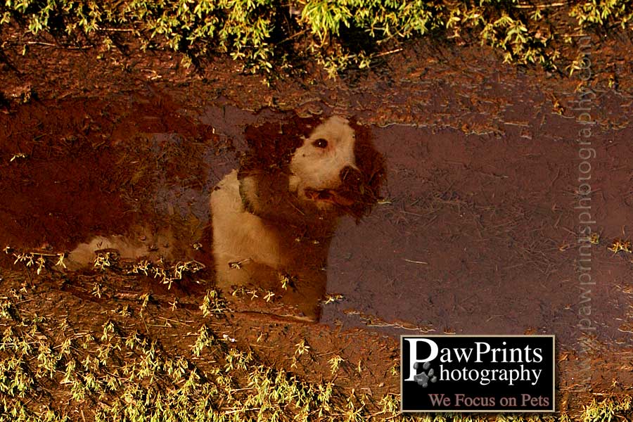 boris looking in puddle