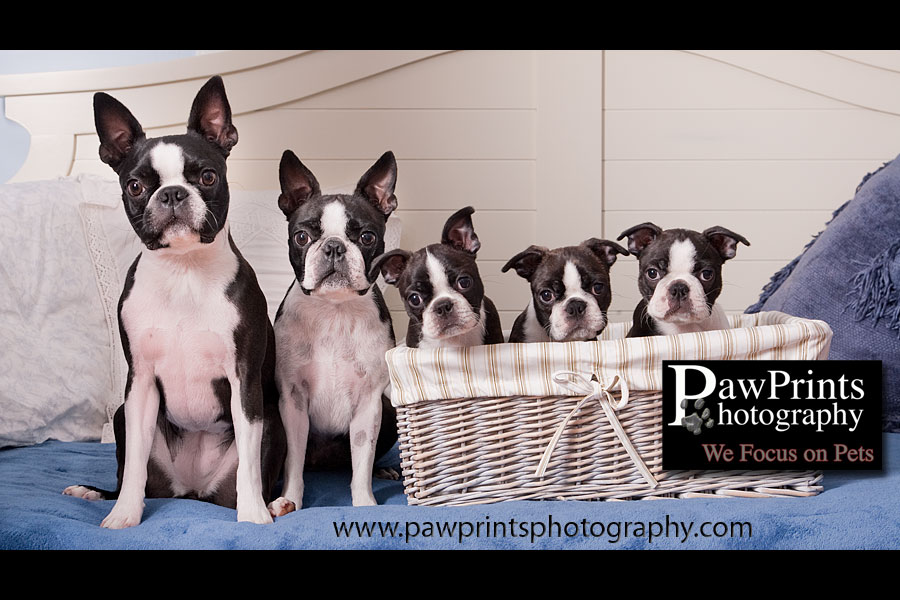 boston terrier family in basket