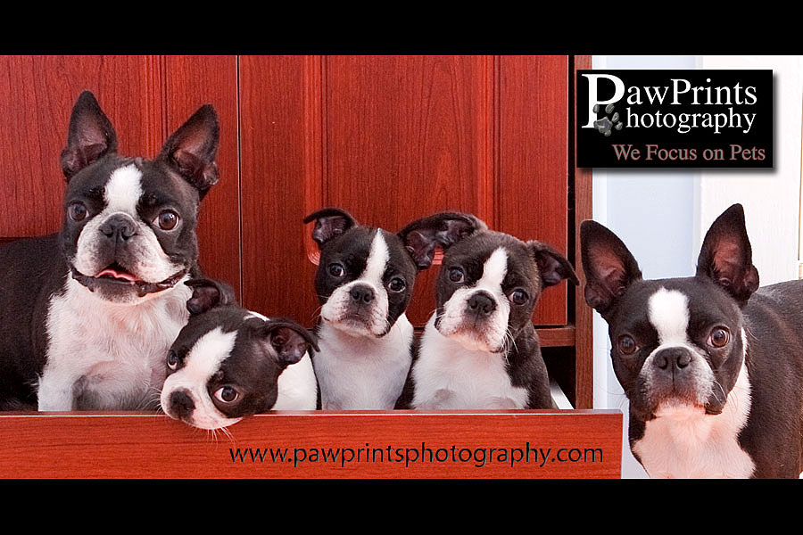 Boston Terriers in drawer