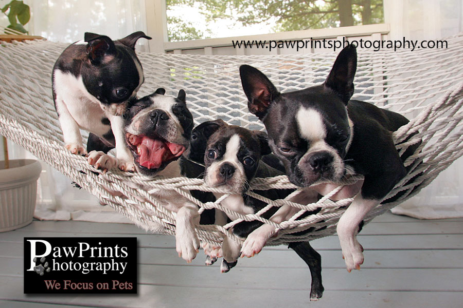 boston terrier yawning