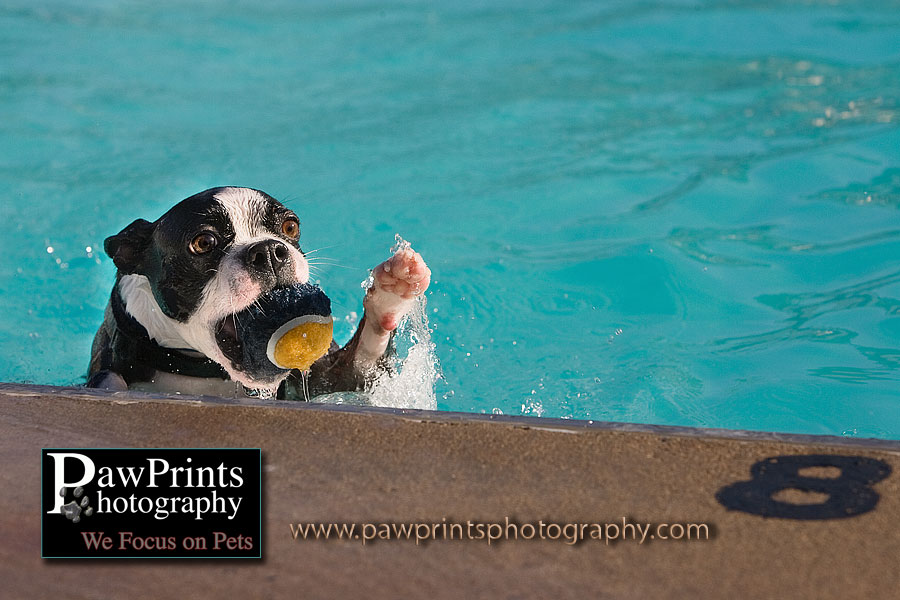 Boston Terrier with paw