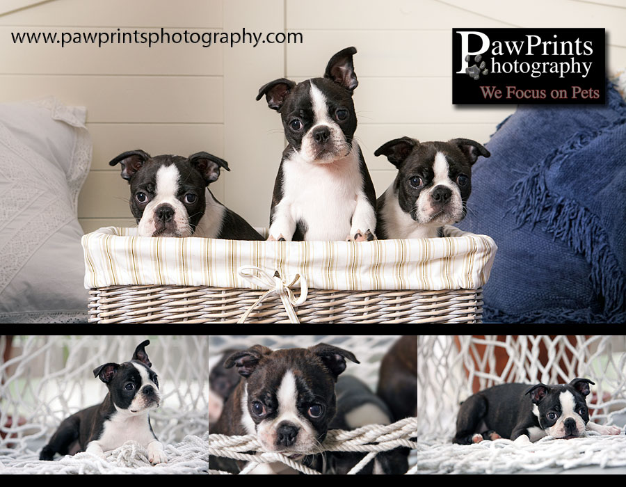Boston terrier puppies
