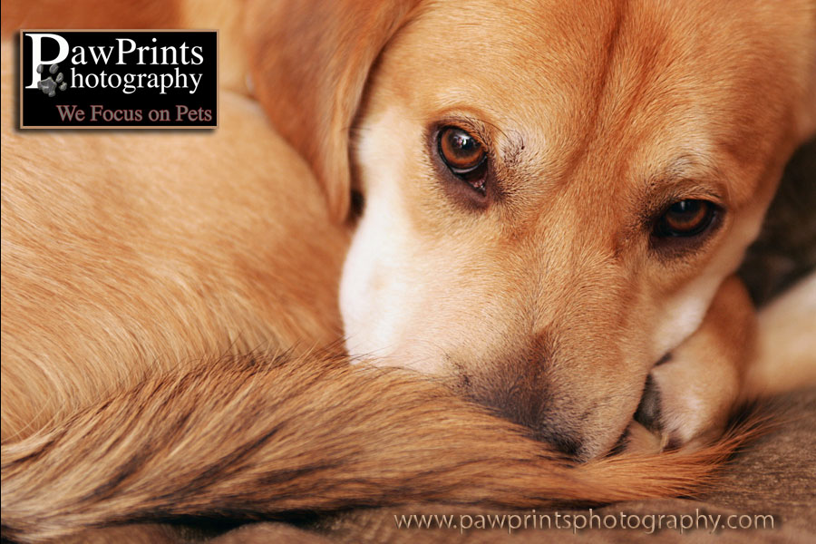 dog curled up