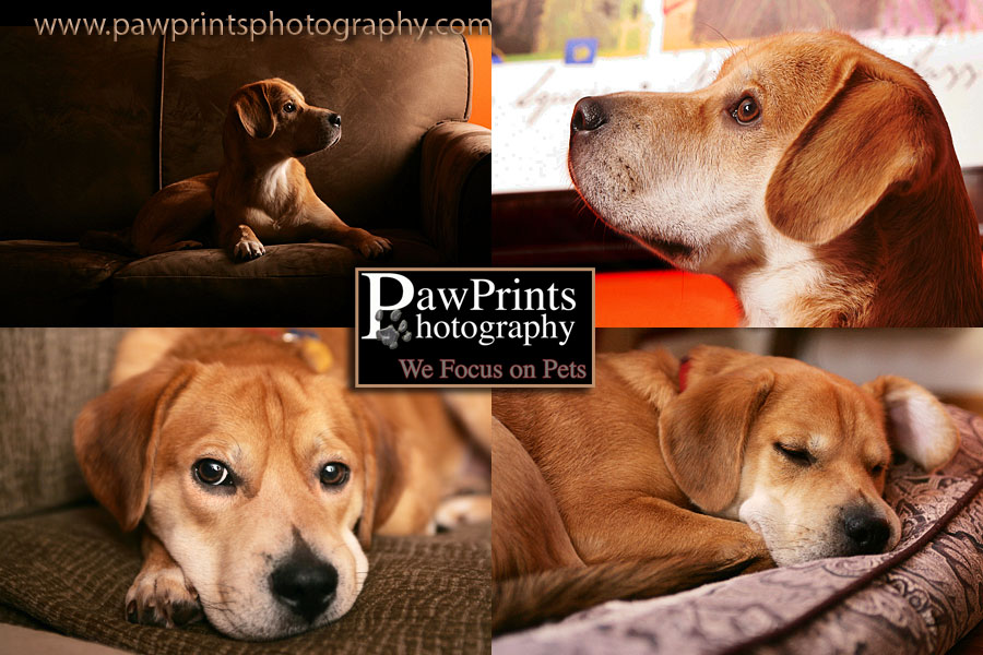 4 images of boudreaux