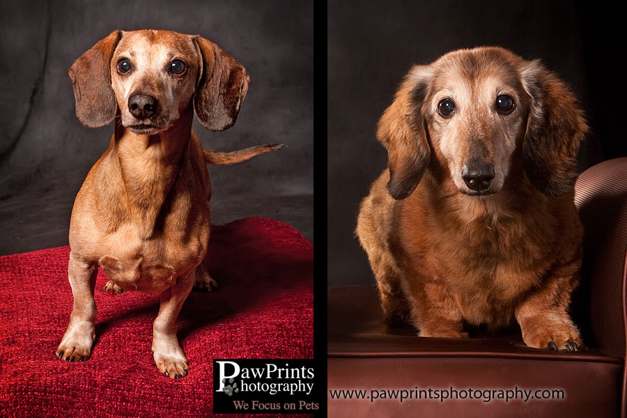 2 Dachshunds