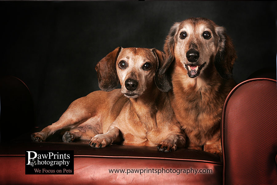 2 Dachshunds