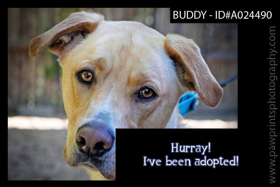 Buddy