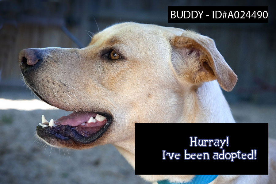 Buddy