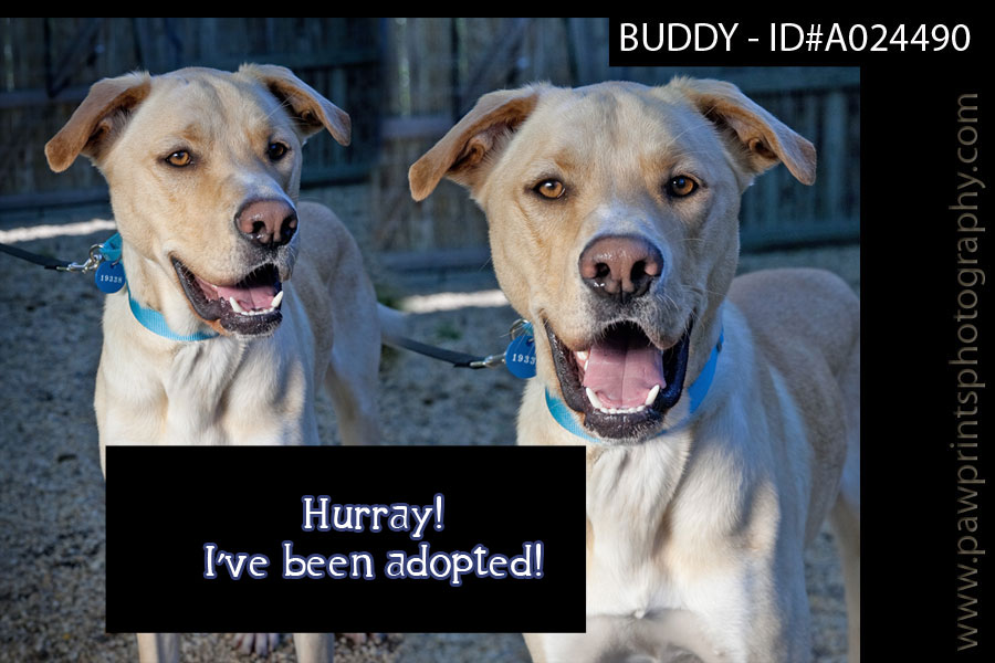 Buddy